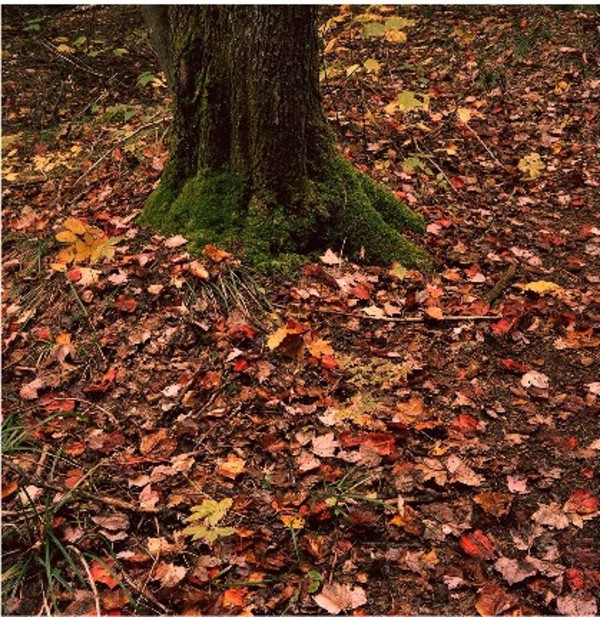 Forest Floor #2, Silent Lake by Hugh Martin