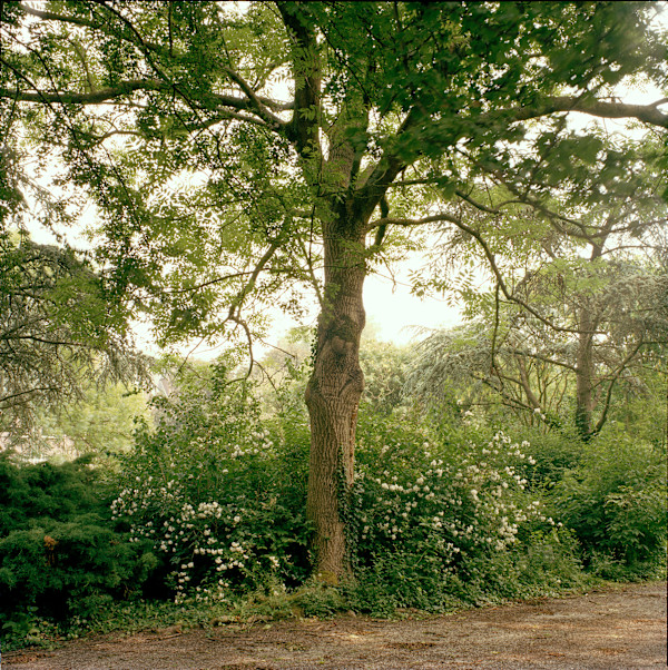 Tree, Delft by Hugh Martin
