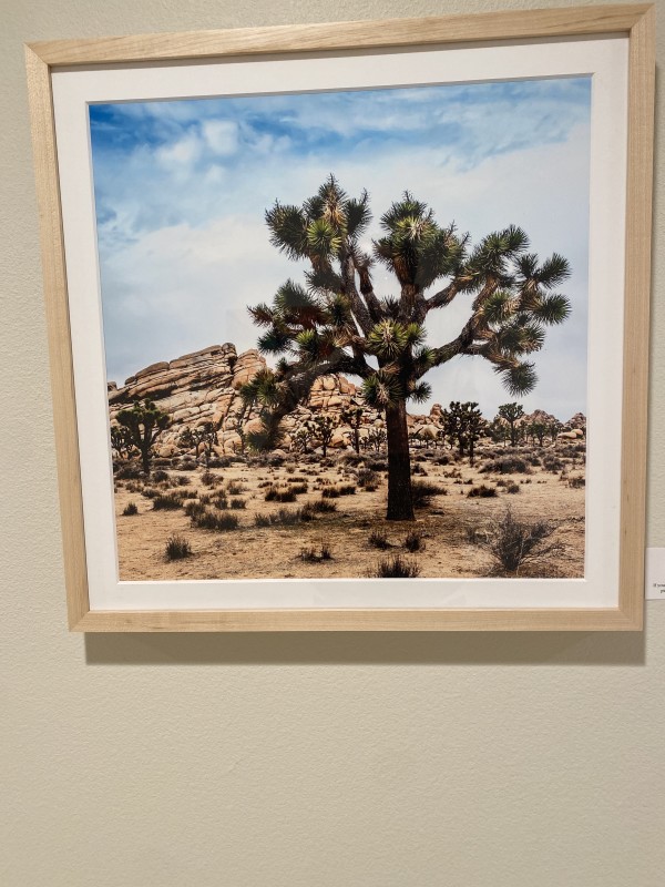 Joshua Tree. Landscape. 0013 by Diane Padys