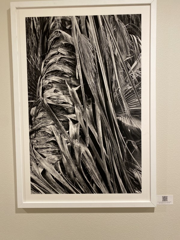 Palm Tree #1, 0003 by Diane Padys