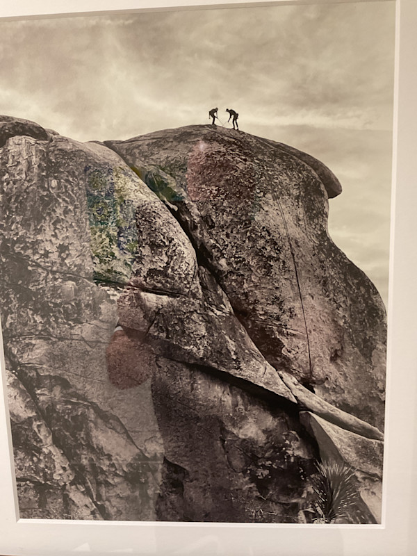 Joshua Tree (b/w) by Diane Padys