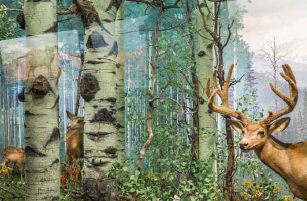 Forested, Denver Museum of Nature and Science Denver, Colorado (UnNatural History photo series) by Diane Fox
