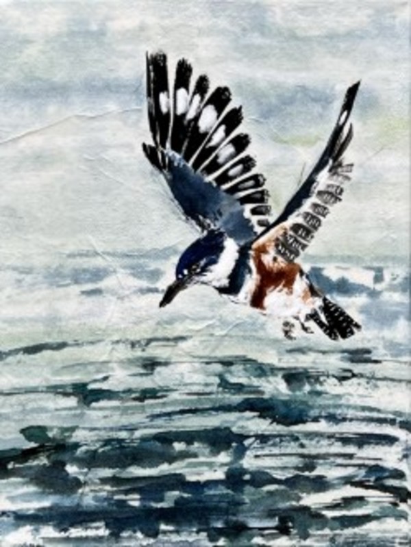 Belted Kingfisher by Sharlene Cline