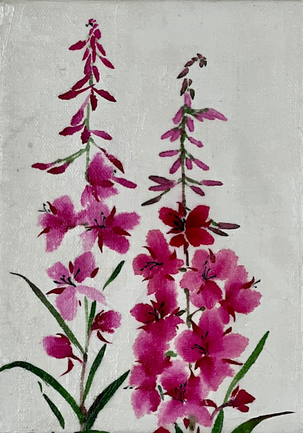 Fireweed by Sharlene Cline
