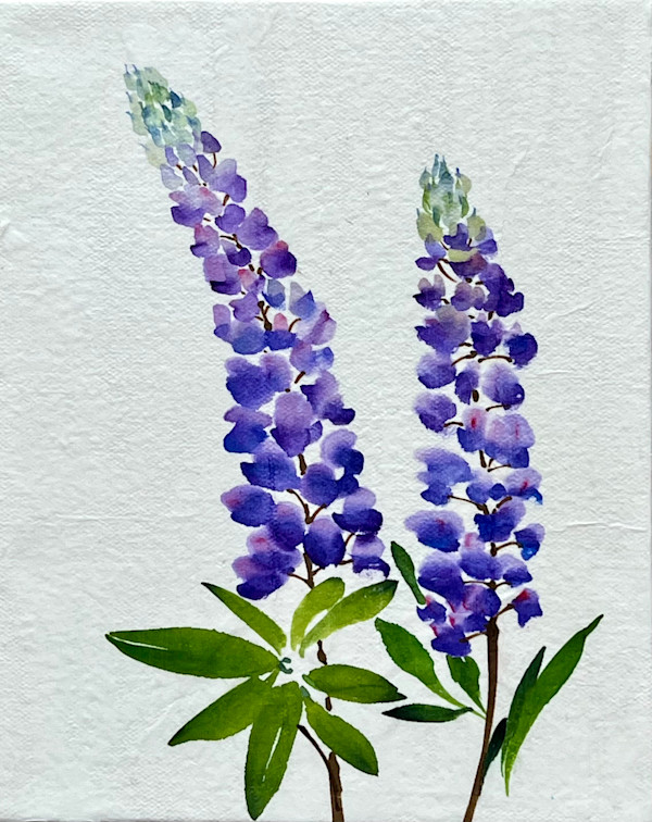 Lupine I by Sharlene Cline