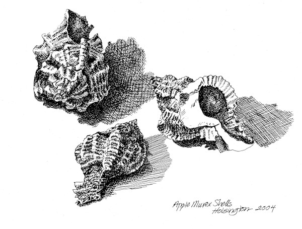 Apple Murex by Kit Hoisington