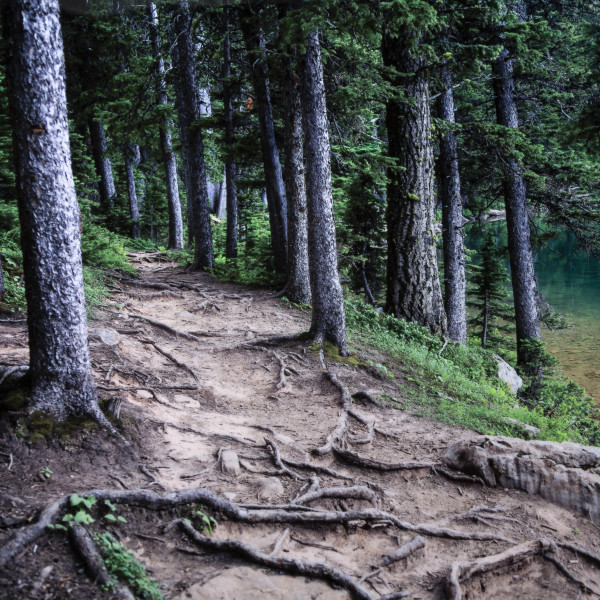 A Woodland Path by Heidi Watson