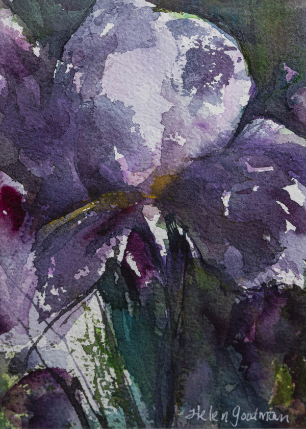 Purple Iris by Helen GoodmanChamp