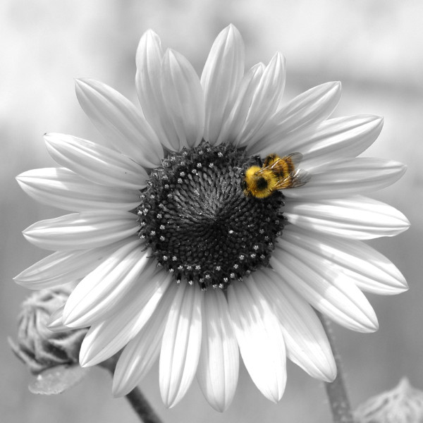 Bee Here Now by Bob Wilson