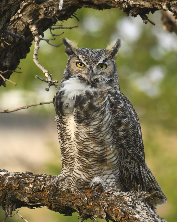 Great Horned Owl by Bob Wilson