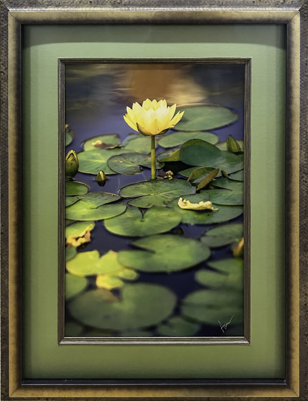 In Memory of Monet: Yellow Lily by Tobias Steeves