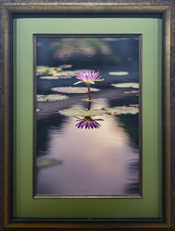 In Memory of Monet: Purple Lily by Tobias Steeves