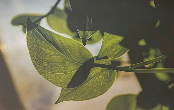 Light Through The Vines by Brooke Lammie