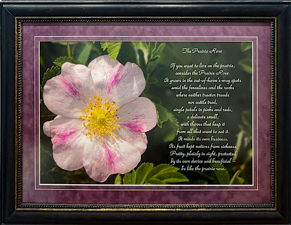 The Prairie Rose by Poetry by Bruce Roseland - Photography by Susan Melius