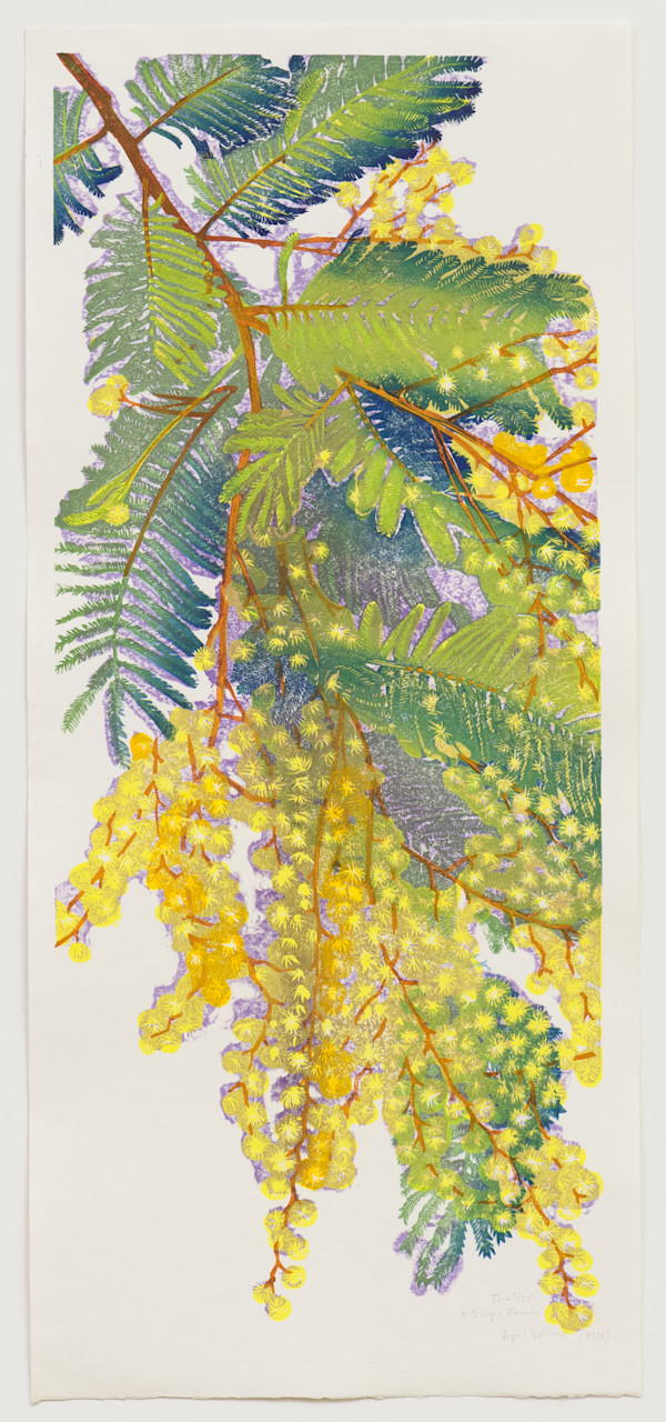 A Simple Formula (acacia) by April Vollmer