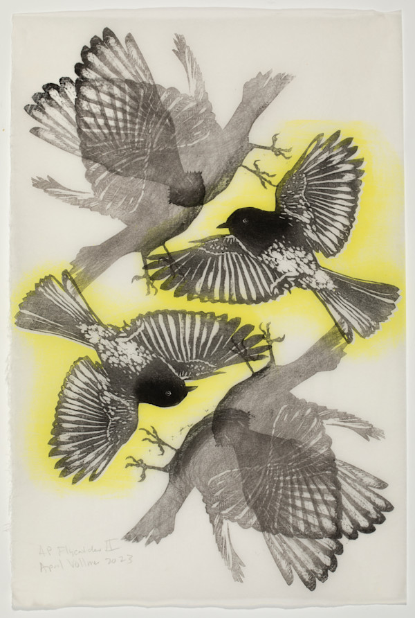 Flycatcher II (ed 6) by April Vollmer