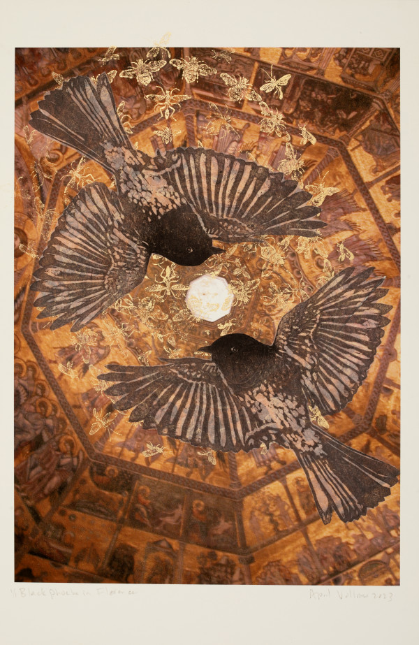 Inside Out: Black Phoebe in Florence by April Vollmer