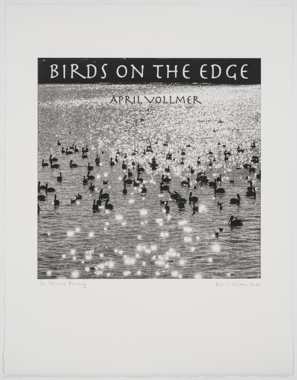 Birds on the Edge: Pelicans Resting by April Vollmer
