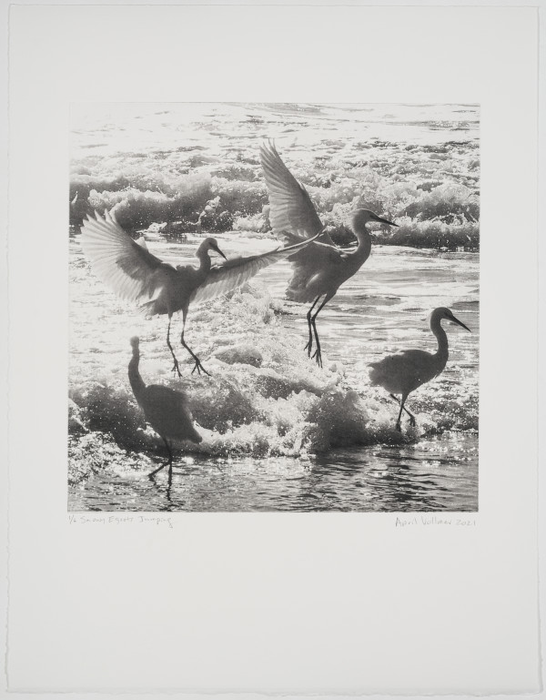 Birds on the Edge: Snowy Egrets Jumping by April Vollmer