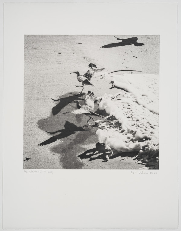 Birds on the Edge: Whimbrels Fleeing by April Vollmer