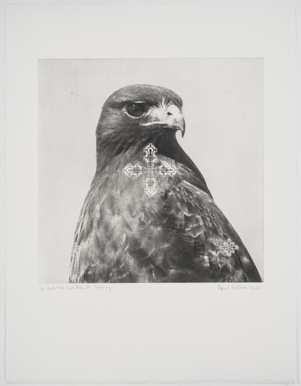 Birds on the Edge: Red-Tailed Hawk Staring by April Vollmer