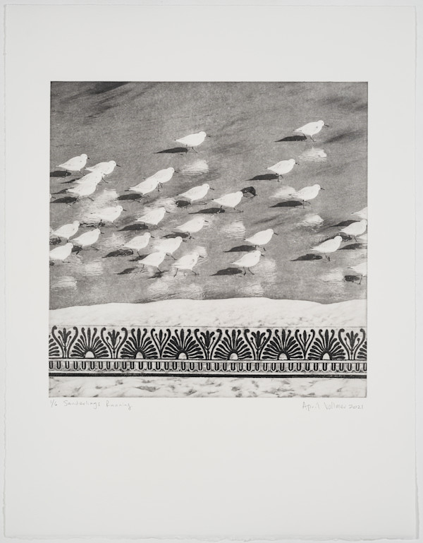 Birds on the Edge: Sanderlings Running by April Vollmer