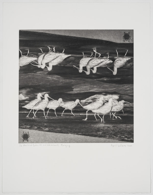 Birds on the Edge: Marbled Godwits and Whimbrels Foraging by April Vollmer