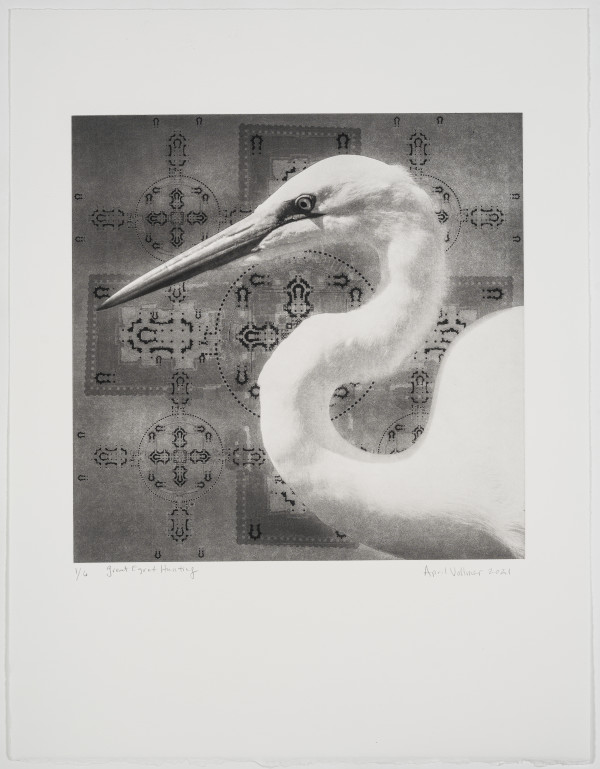 Birds on the Edge: Great Egret Hunting by April Vollmer