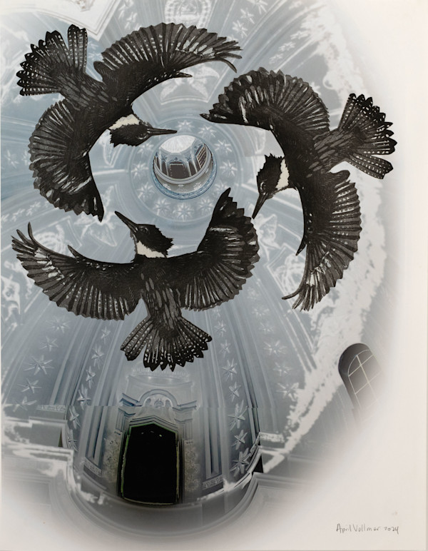 Three Kingfishers at Sant'Ivo, Rome by April Vollmer