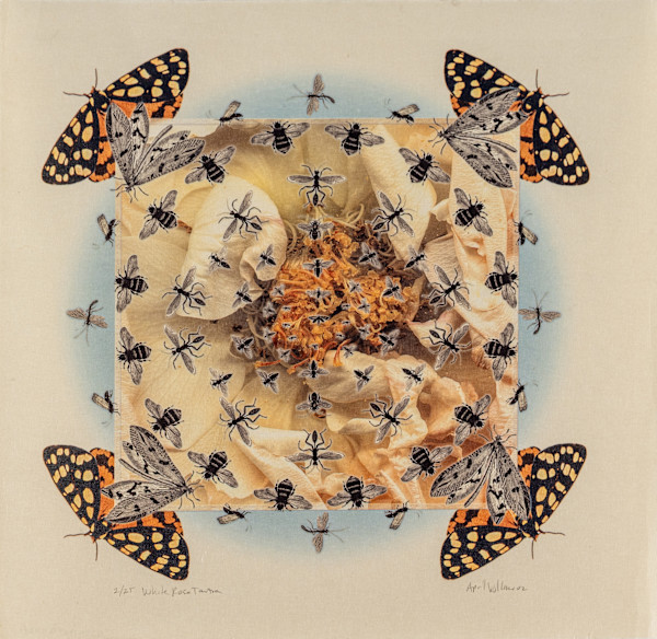 White Rose Tantra by April Vollmer, Image 4.