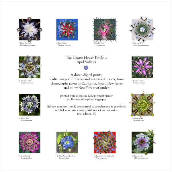 Square Flower Portfolio Set with colophon (ed 12 plus 5 AP) by April Vollmer, Image 1.
