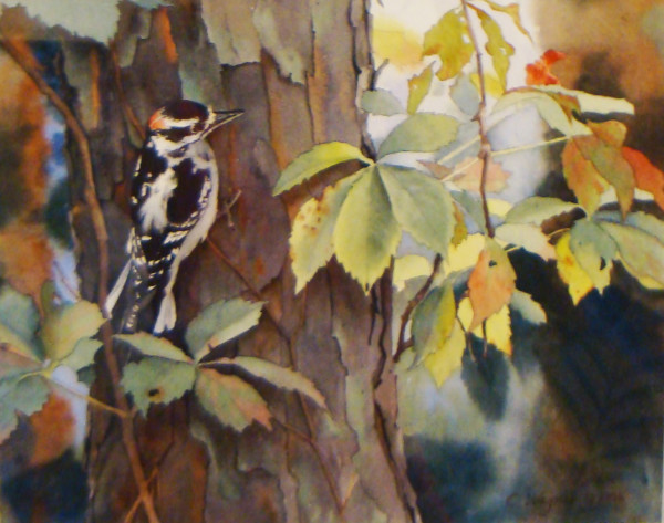 Downy Woodpecker by Carol Wagner