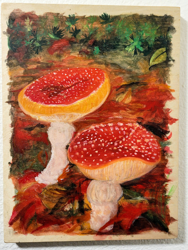 Pacific Northwest Mushrooms by Krista O'Halpin