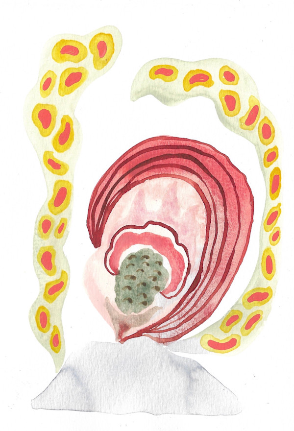 Seed Pod by kelly mccallum