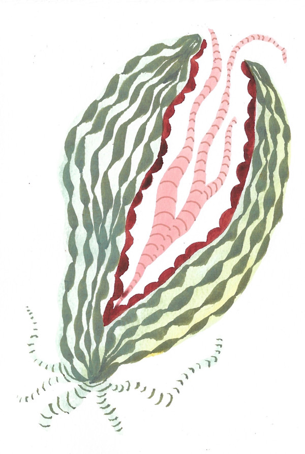 Seed Pod by kelly mccallum