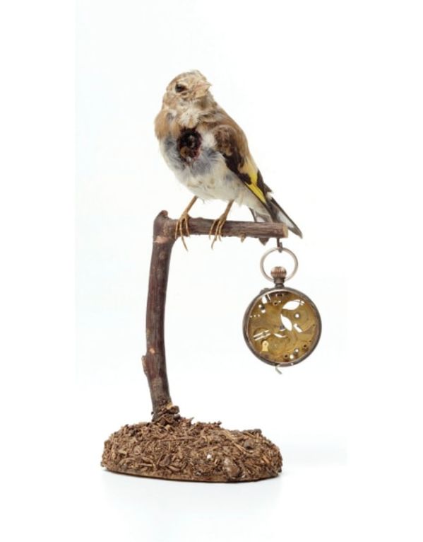 Untitled (bird) by kelly mccallum