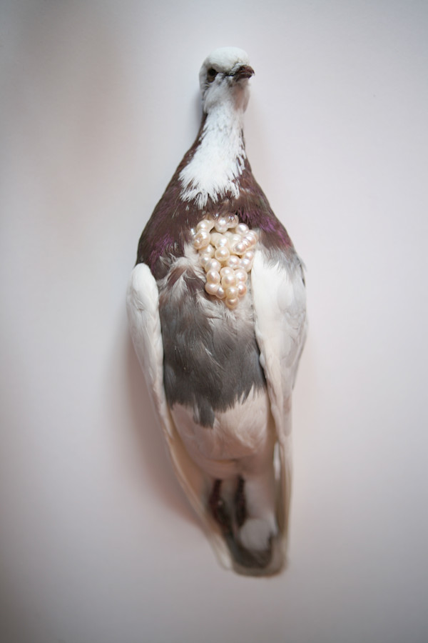 Untitled (5 birds) by kelly mccallum
