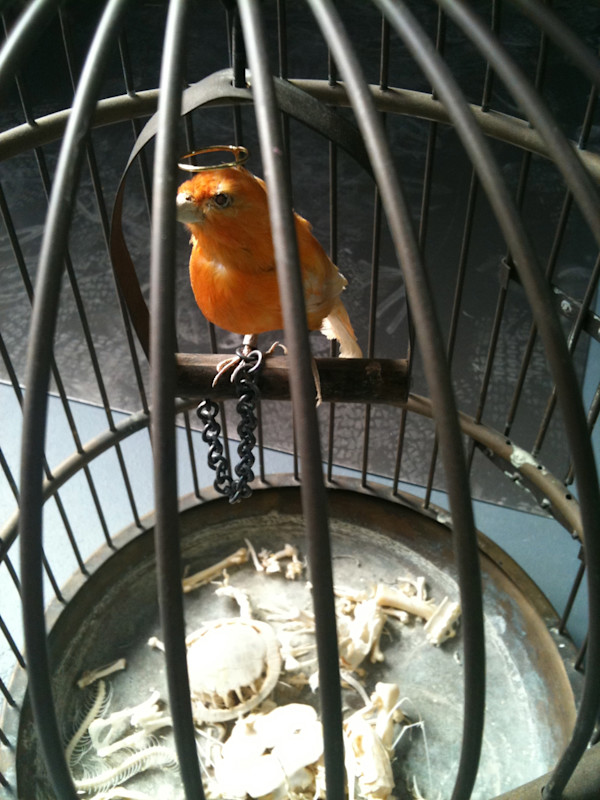 Untitled ( Orange Bird in Cage) by kelly mccallum