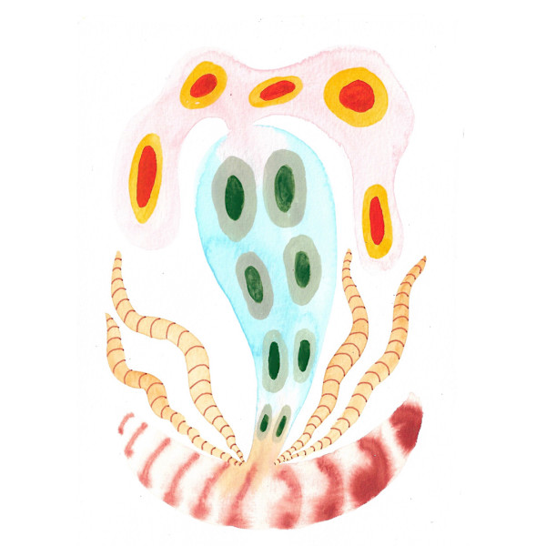 Seed Pod by kelly mccallum