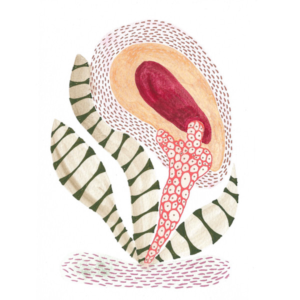Seed Pod by kelly mccallum