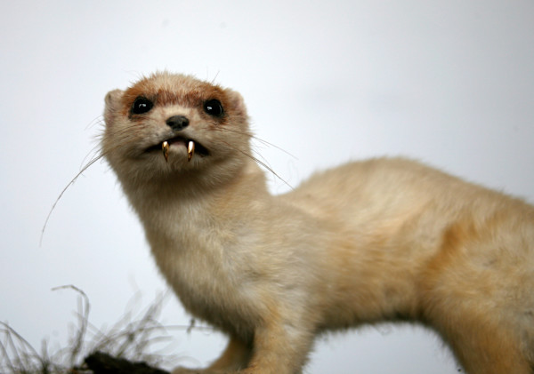Untitled (stoat) by kelly mccallum