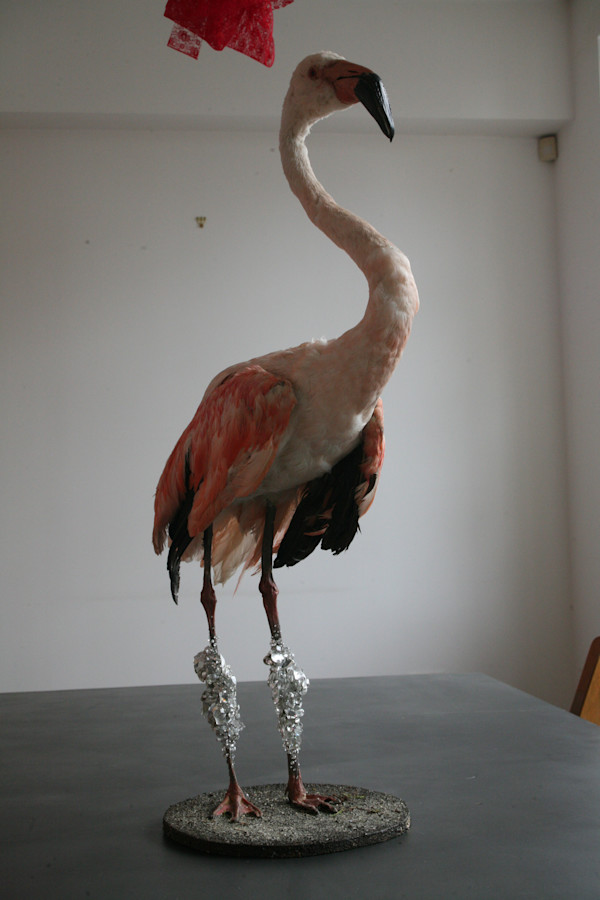 flamingo (2) by kelly mccallum