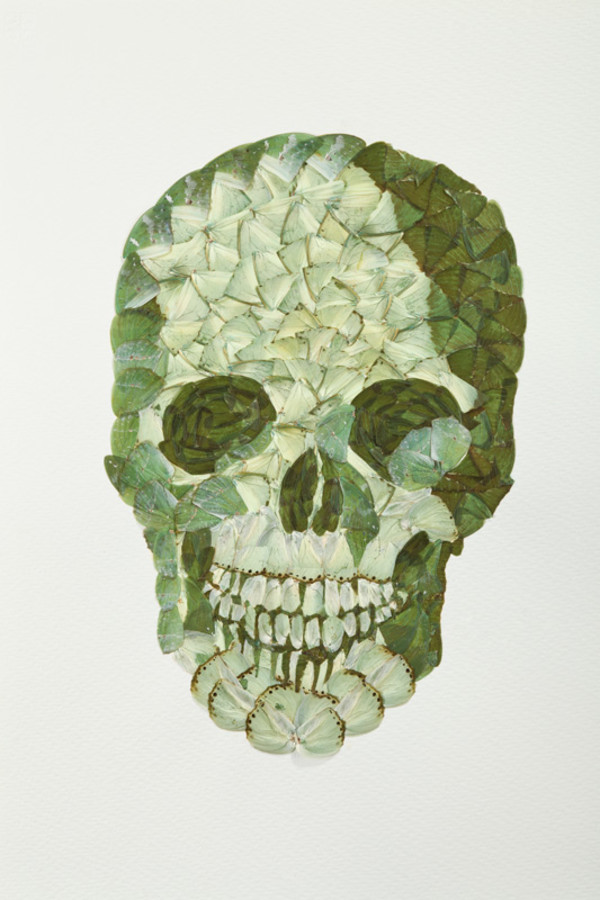 Butterfly Skull 3 by kelly mccallum