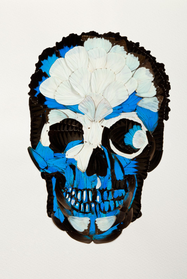 Butterfly Skull 4 by kelly mccallum