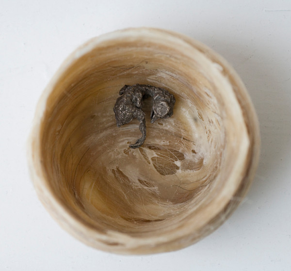 Nests by kelly mccallum