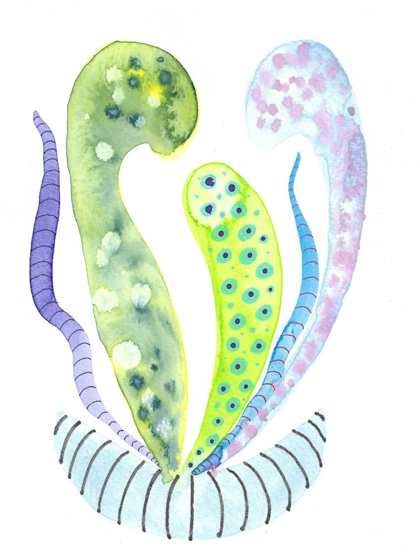 Weird Plants by kelly mccallum