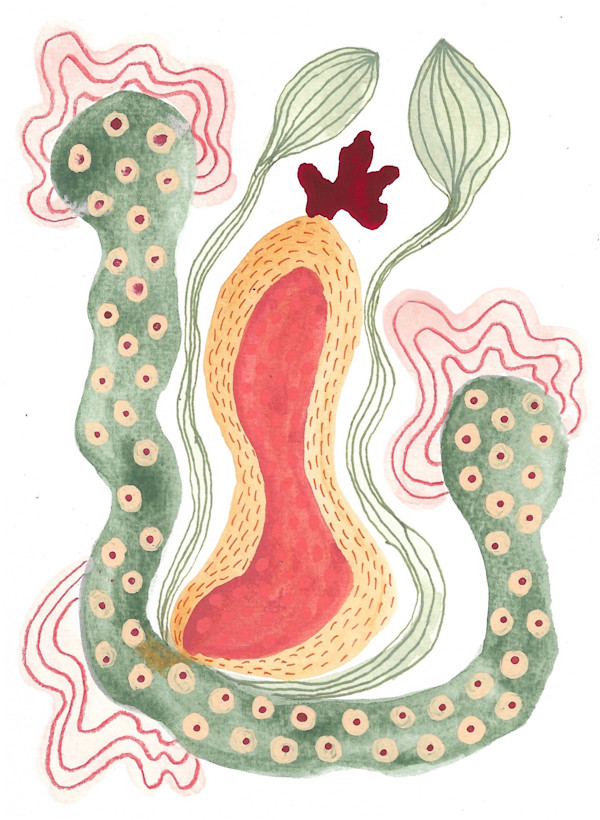 Seed Pod by kelly mccallum