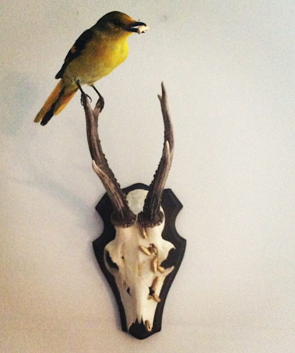 untitled (Bird and Skull) by kelly mccallum