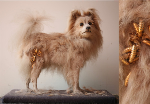 pomeranian by kelly mccallum