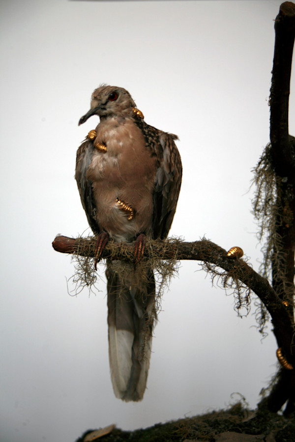 Untitled (bird) by kelly mccallum